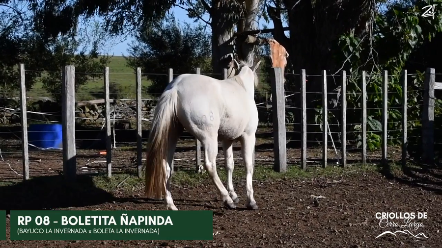 Lote BOLETITA ÑAPINDA