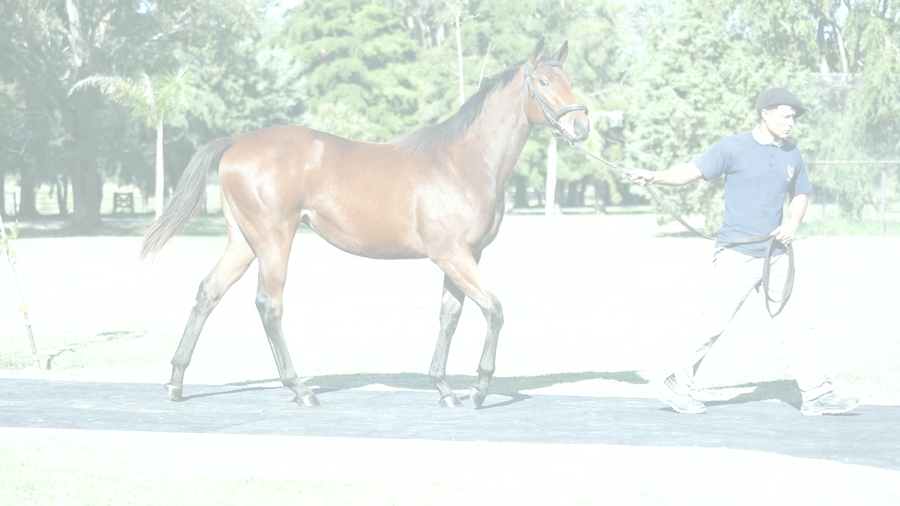 Lote BELLA EQUAL (EQUAL STRIPES -  LA BELLA MARIA por  Grand Reward)