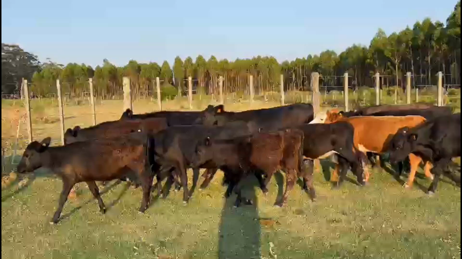 Lote 68 Terneras en Maldonado