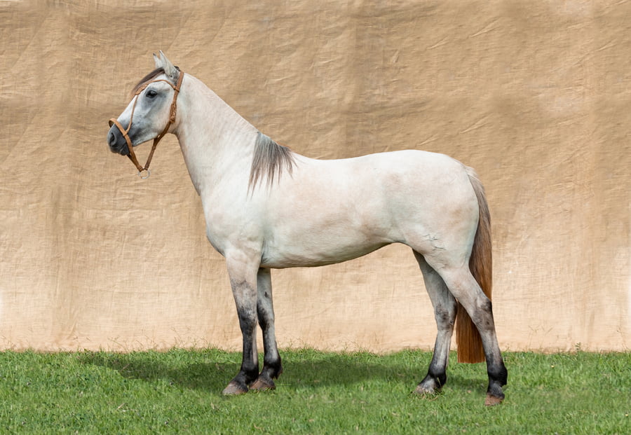 Lote TEKOREI CARCAJADA RP 57