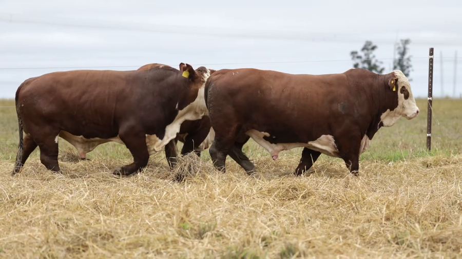 Lote Toros