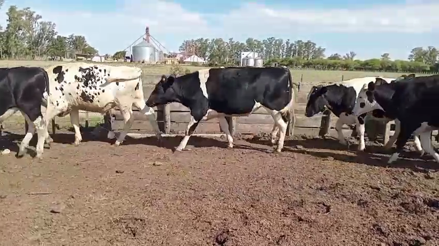 Lote 12 Novillos Holando Argentino en Las Varas,  Córdoba