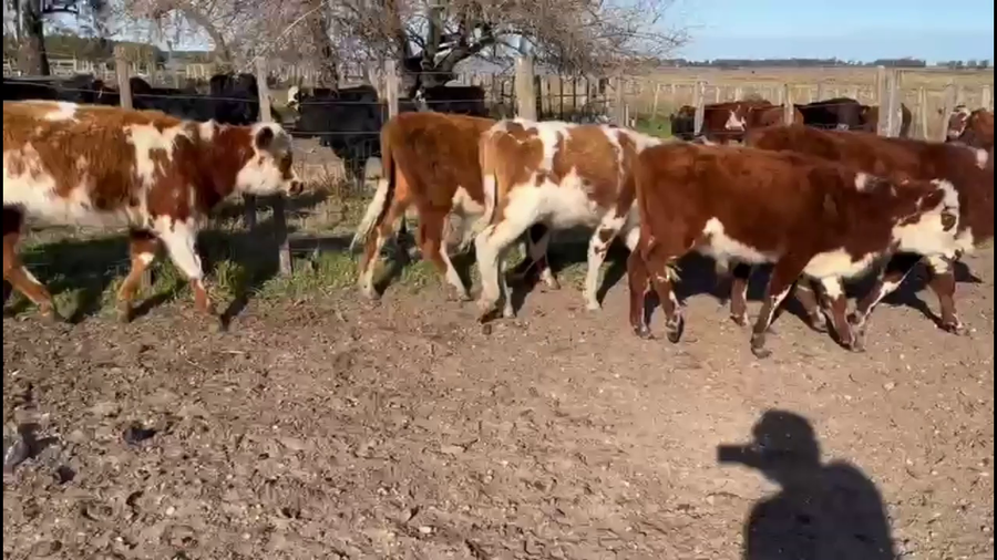 Lote TERNEROS