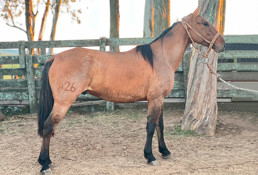 Lote SEGUIDO DEL CEIBAL