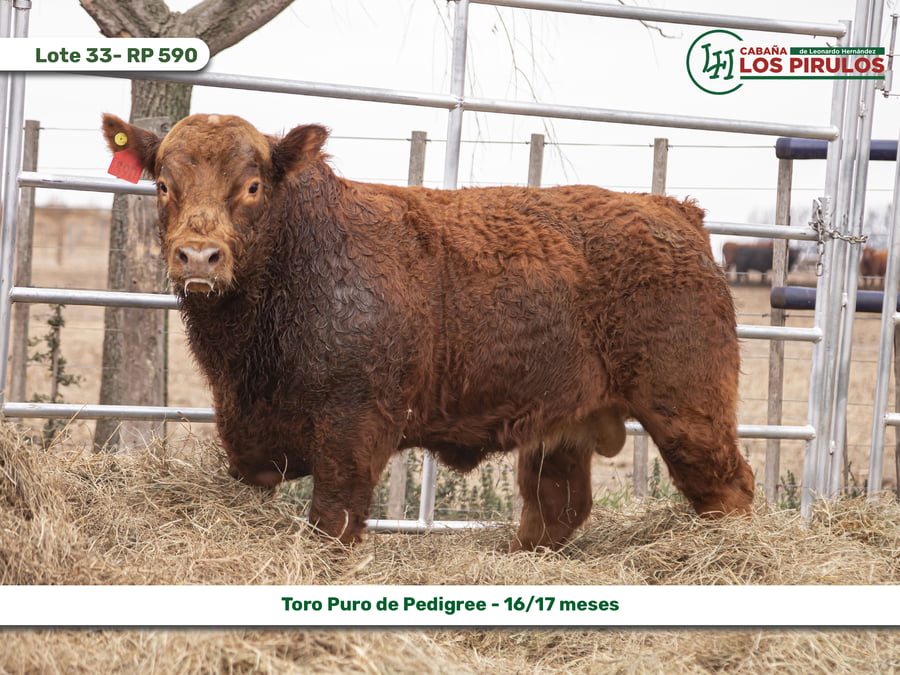 Lote TOROS PUROS DE PEDIGREE - 16/17 meses