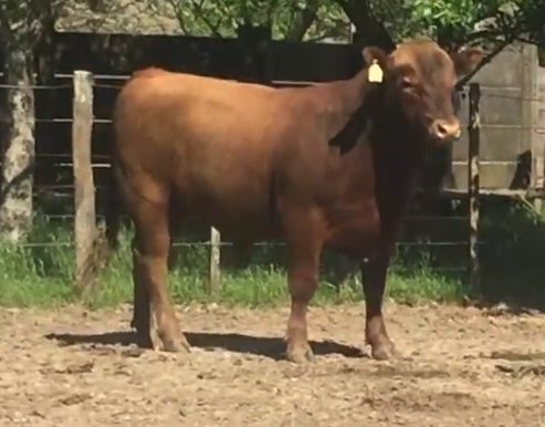 Lote Toros a remate en Cabaña Rebenque , Florida