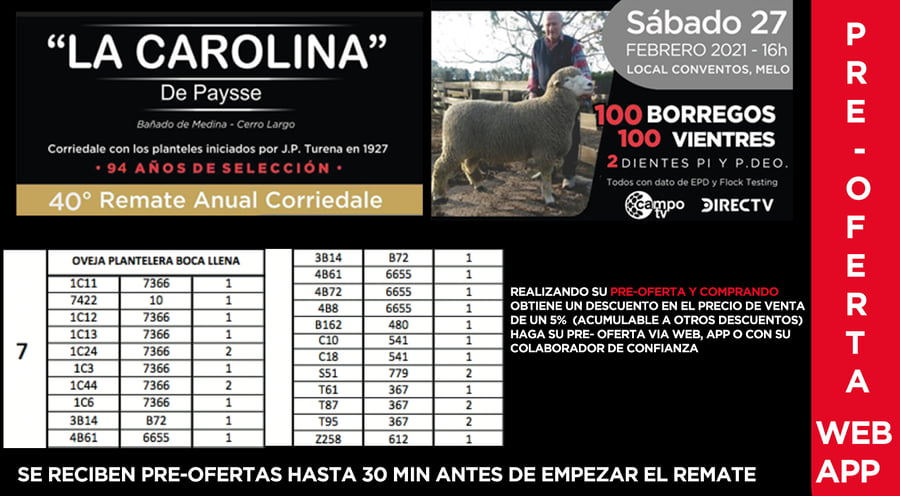 Lote 43 Ovejas en Cerro Largo, Cerro Largo