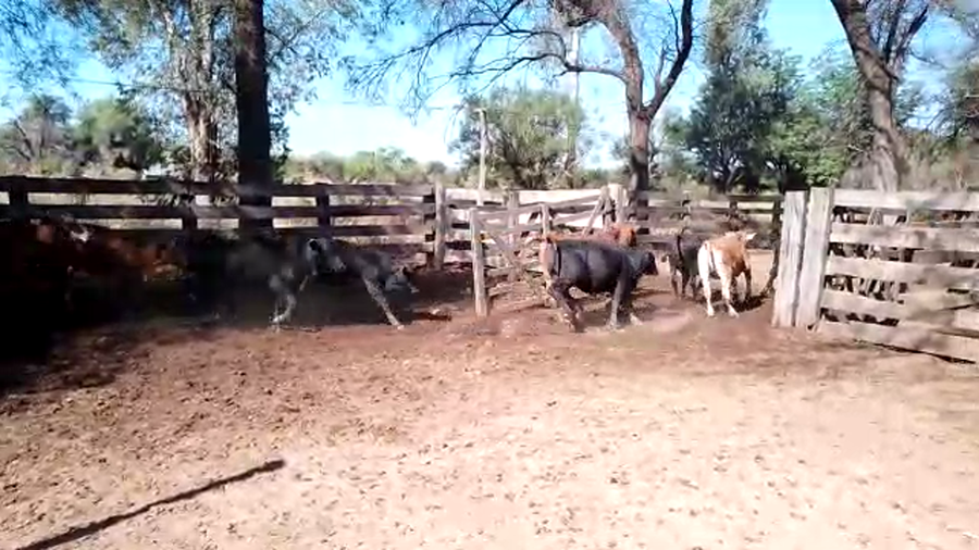 Lote 75 Terneros en Monte Quemado, Santiago del Estero