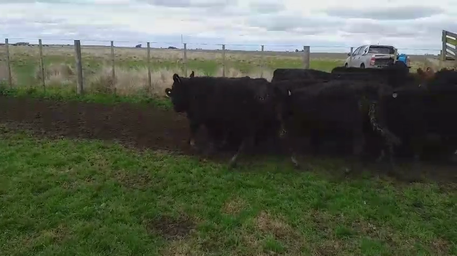 Lote 28 Terneros en Tres Arroyos, Buenos Aires