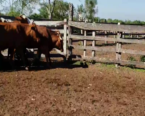 Lote 33 Vacas en Itatí, Corrientes