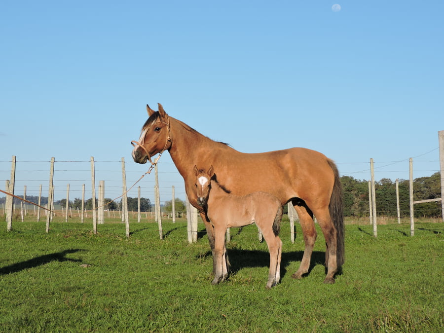 Lote Paso Estampa (RP 15) - Cabaña San Germán del Paso