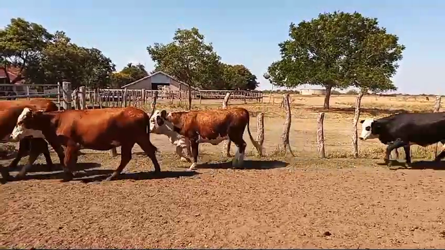Lote 37 Vaquillonas de invernada en Corrientes, Curuzú-Cuatiá