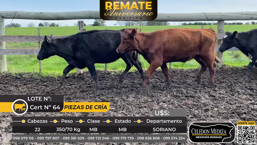 Lote 22 Piezas de cría en Soriano