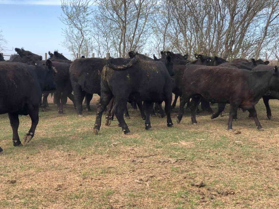 Lote 20 Vaquillonas en Miguel Riglos, La Pampa