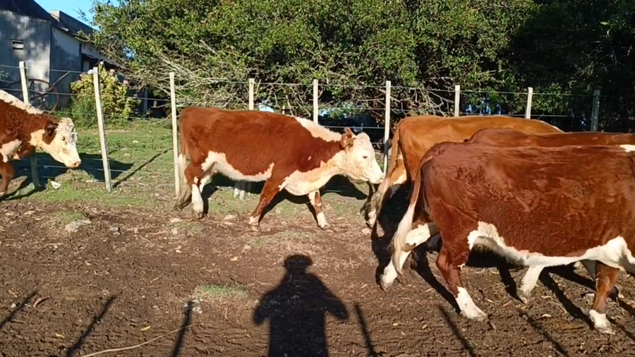 Lote Birriel Hnos y Asociados