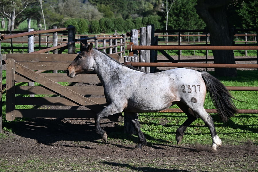 Lote LA BRAVA ALZAPRIMA