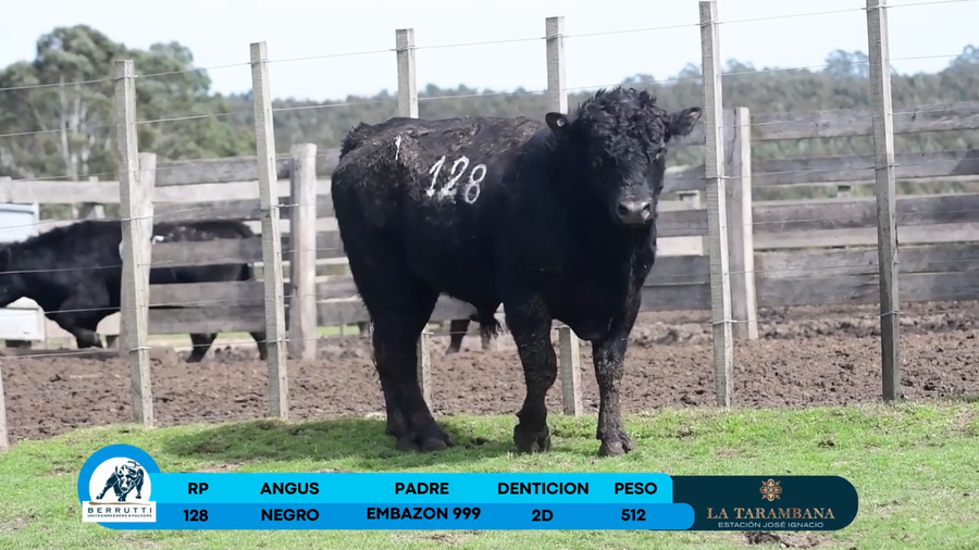 Lote Toro