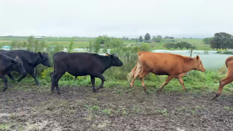 Lote NOVILLOS 1 a 2 AÑOS