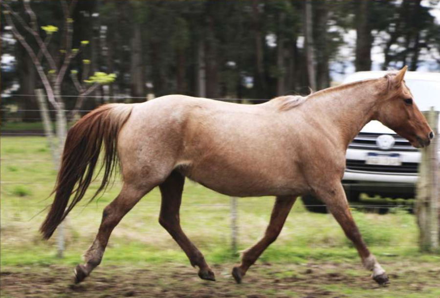 Lote Santa Gloria Repetida