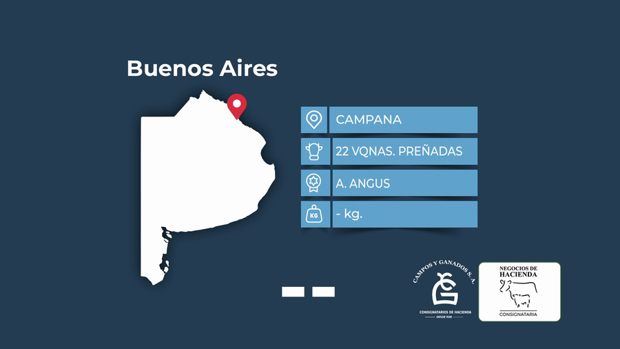 Lote 22 Vaquillonas preñadas en Buenos Aires, Campana