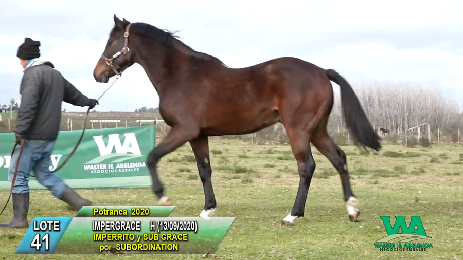 Lote IMPERGRACE