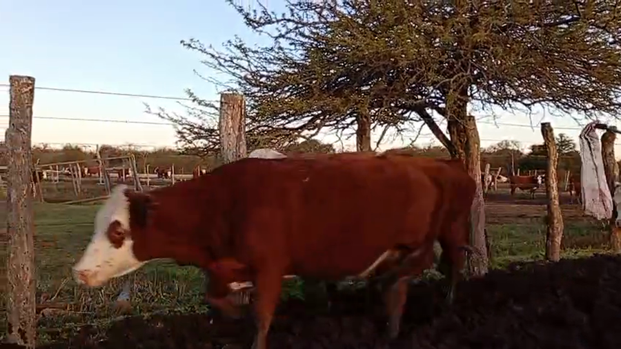 Lote 38 Vacas usadas preñadas
