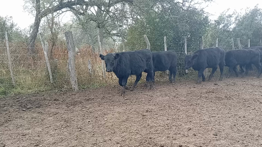 Lote 70 Terneros/as en Entre Ríos, Conscripto Bernardi