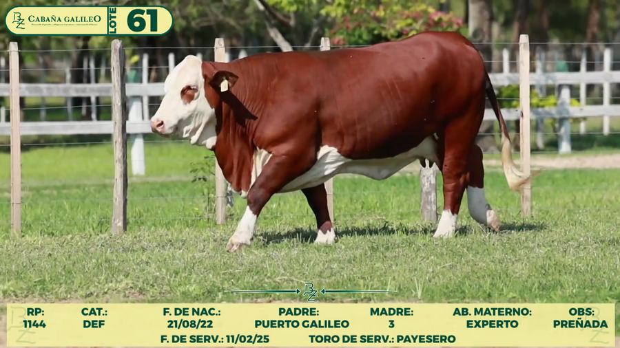 Lote LOTE 61