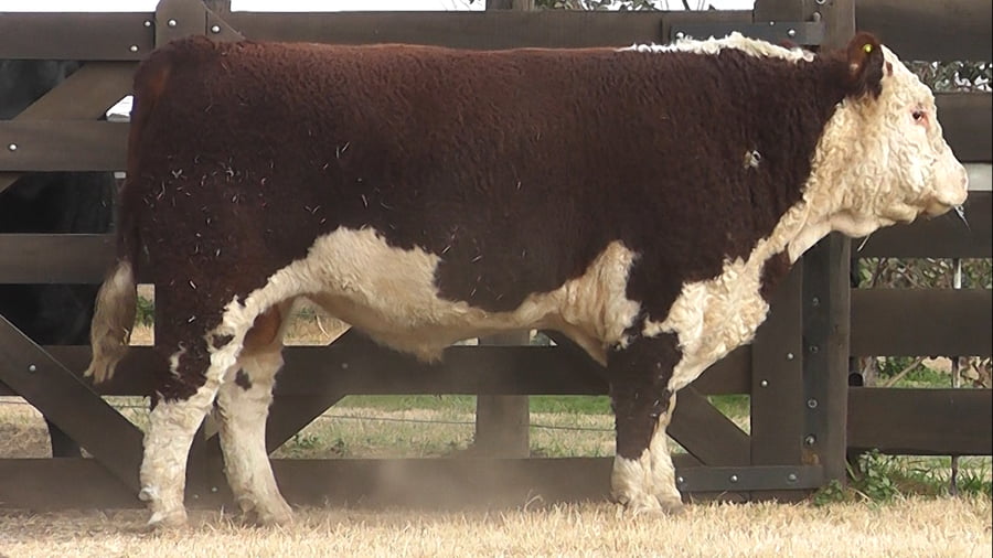 Lote TOROS Polled Hereford PP