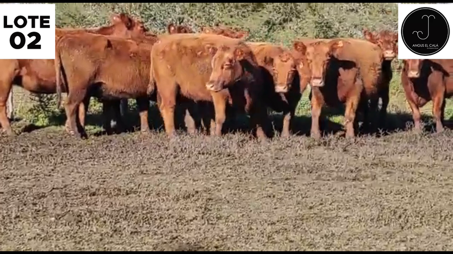 Lote Lote 2 - EL CALÁ: VACAS MAS 3/4 años