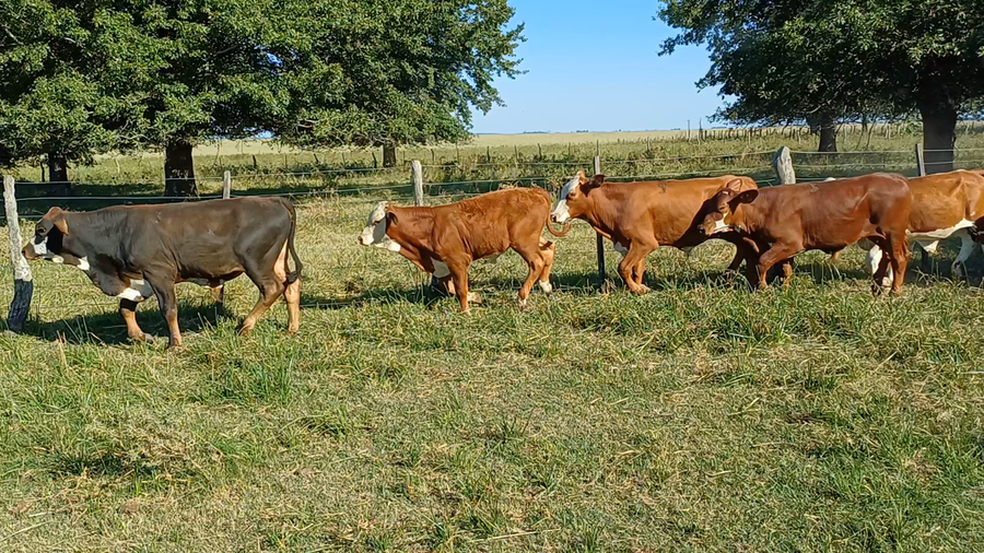 Lote 113 Terneros en Chavarría, Corrientes