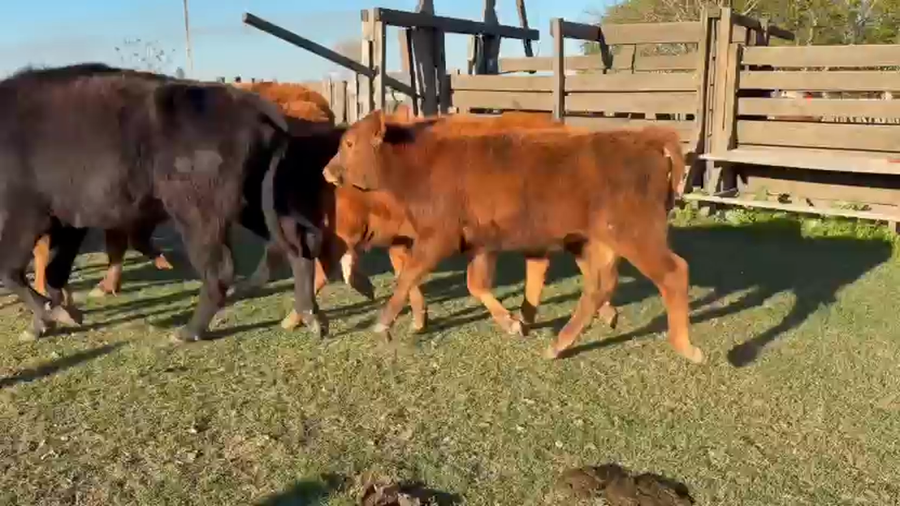 Lote 10 Vacas C/ cria en Corrientes, Curuzú-Cuatiá