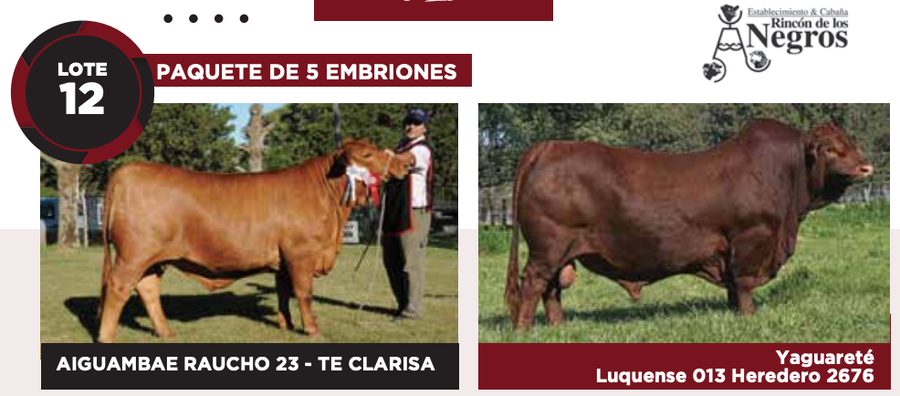 Lote Lote 5 embriones
