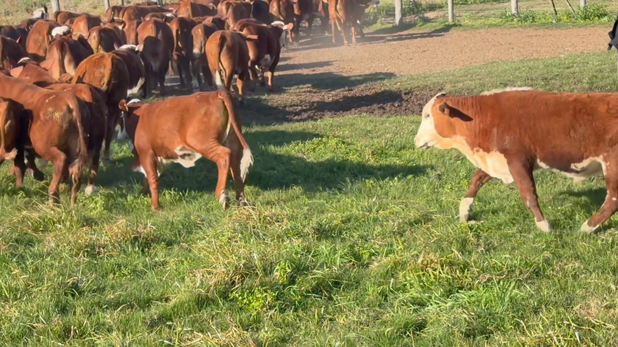 Lote 96 Terneros/as en Corrientes, Bella Vista