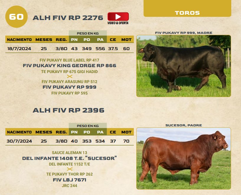Lote LOTE 60