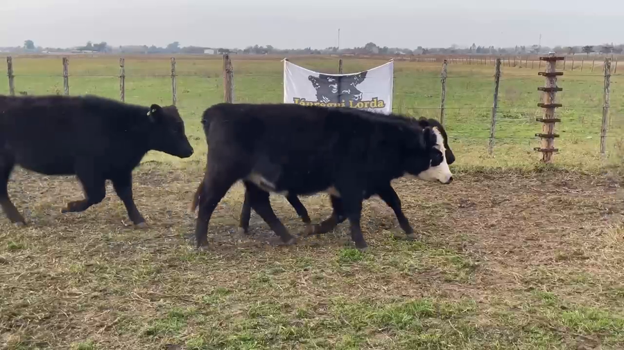 Lote 57 Terneros/as en Gral. Paz, Buenos Aires