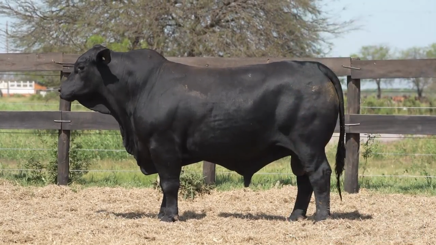 Lote Toro