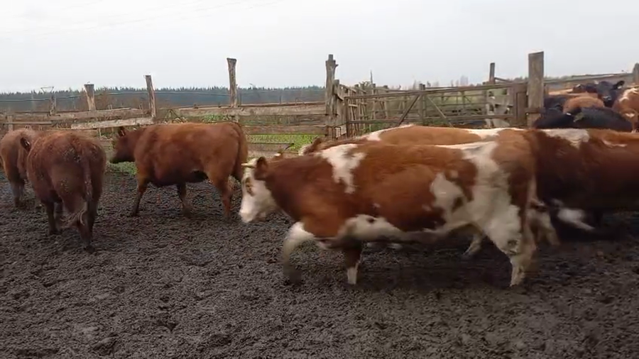 Lote 40 Vaquilla Gorda en Cabrero, VIII Región Biobío