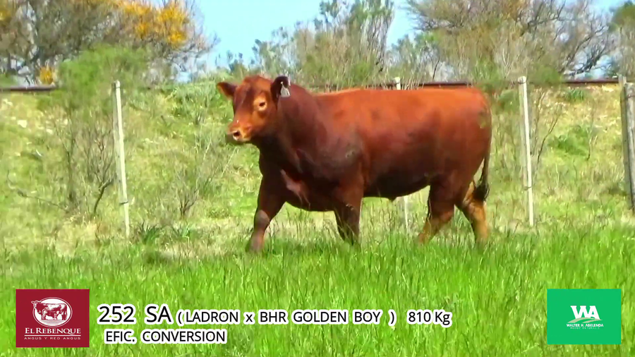 Lote Toros a remate en Angus el Rebenque  en Asociación Rural de Florida