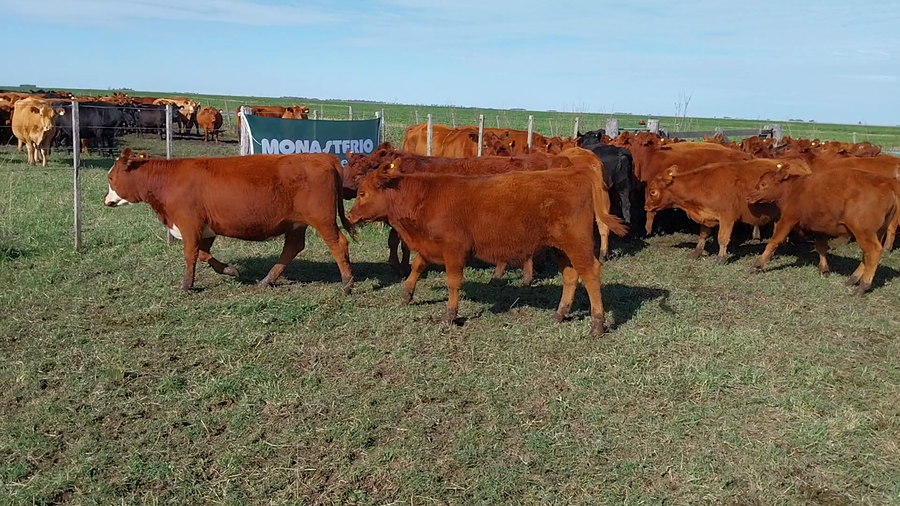 Lote 18 TERNEROS  EN DAIREAUX