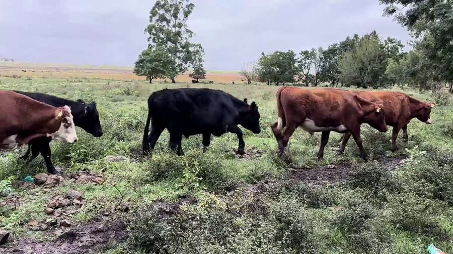 Lote NOVILLOS 2 A 3 AÑOS