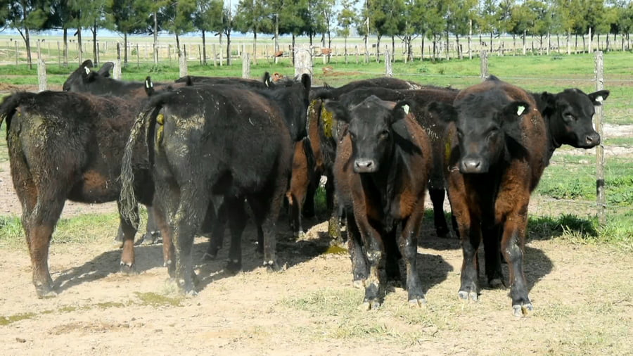 Lote Vaquillonas generales para servicio