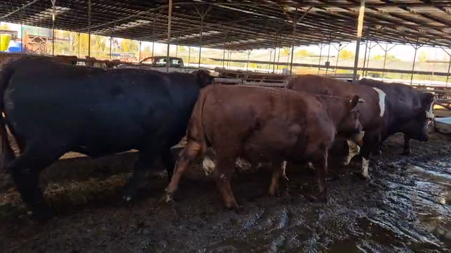 Lote 20 Novillo Gordo en Linares, VII  Región Maule