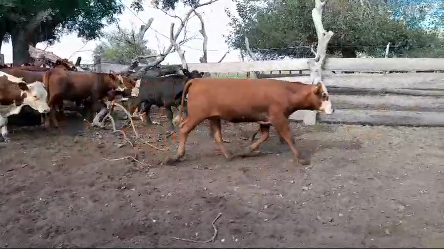 Lote 15 Terneros 6 RA x HE,  4 AA,  4 RA,  1 NO a remate en 1° Remate Virtual BALTASAR BRUM 205kg -  en COL. E. ACEVEDO. KM 594 RUTA 3, 8 KM AL OESTE