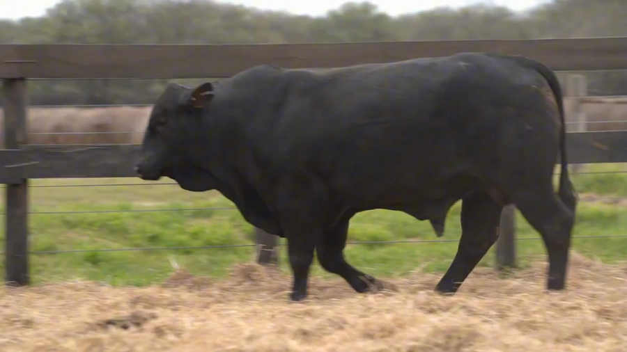 Lote Toros Brangus