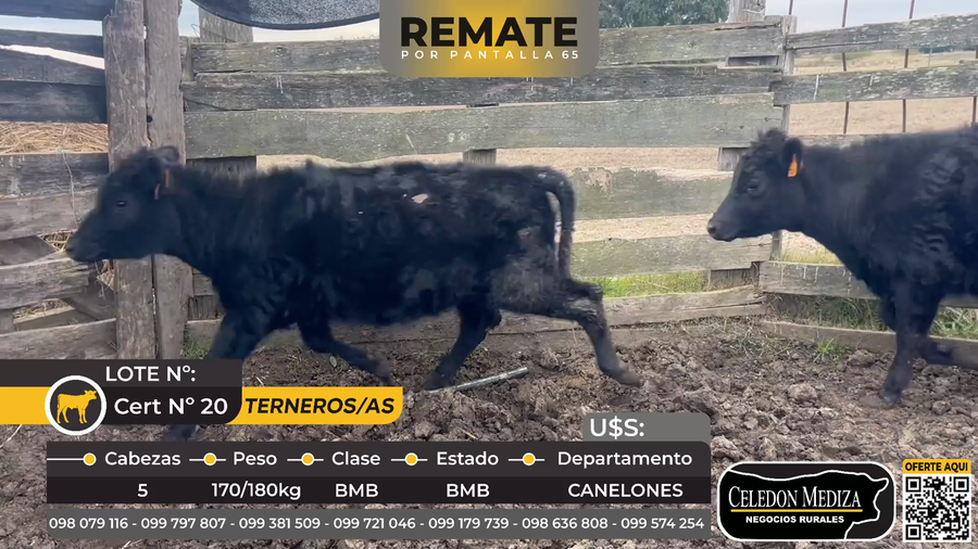 Lote 5 Terneros y Terneras en Canelones