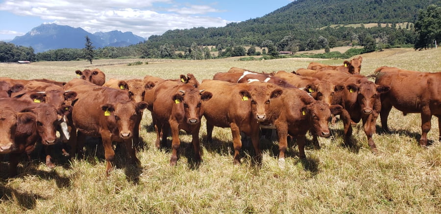 Lote 60 Novillo Engorda en Futrono, XIV Región Los Ríos