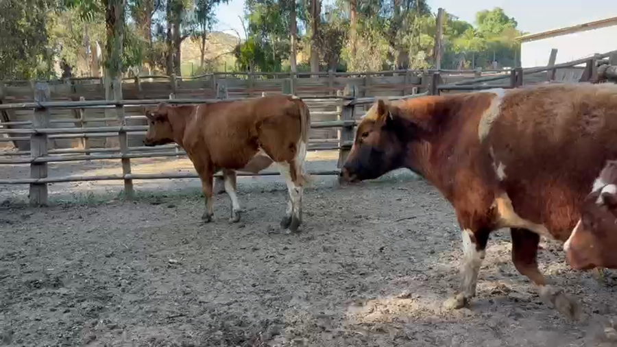 Lote 56 Novillo Engorda en Melipilla, Región Metropolitana