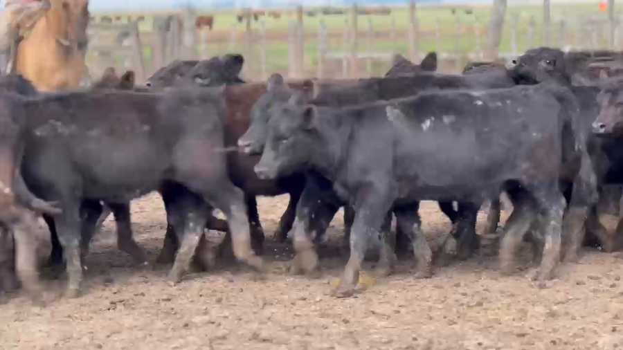 Lote 90 Terneras