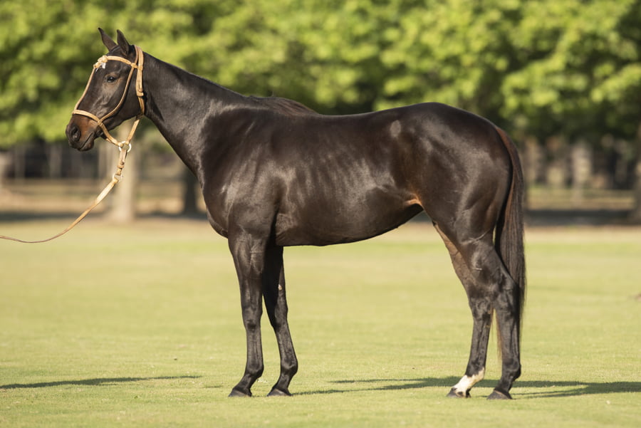 Lote TAITA ARUNGUITA - T/E (FINO COOL - TAITA BACHATA)